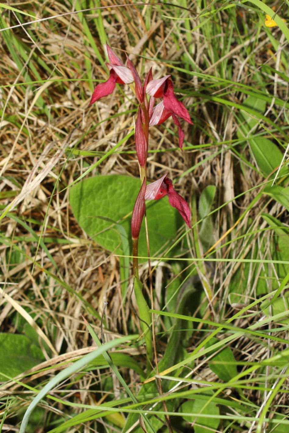 Serapias ibrido - S. lingua x S. vomeracea